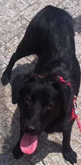Cachorro raça SRD idade 7 a 11 meses nome Vênus