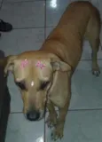 Mel