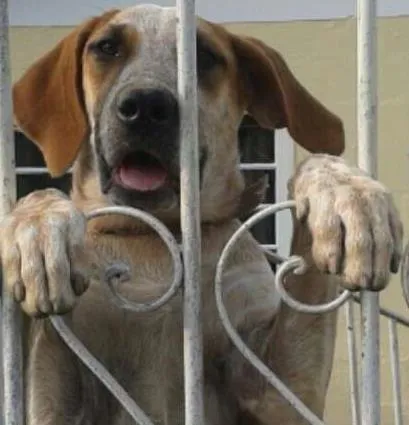 Cachorro ra a Indefinida idade 2 a 6 meses nome Kira