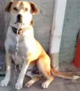 Gordo