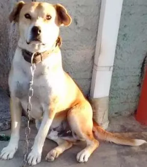 Cachorro raça Srd idade 2 anos nome Gordo