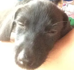 Cachorro raça Vira lata  idade Abaixo de 2 meses nome Sem nome