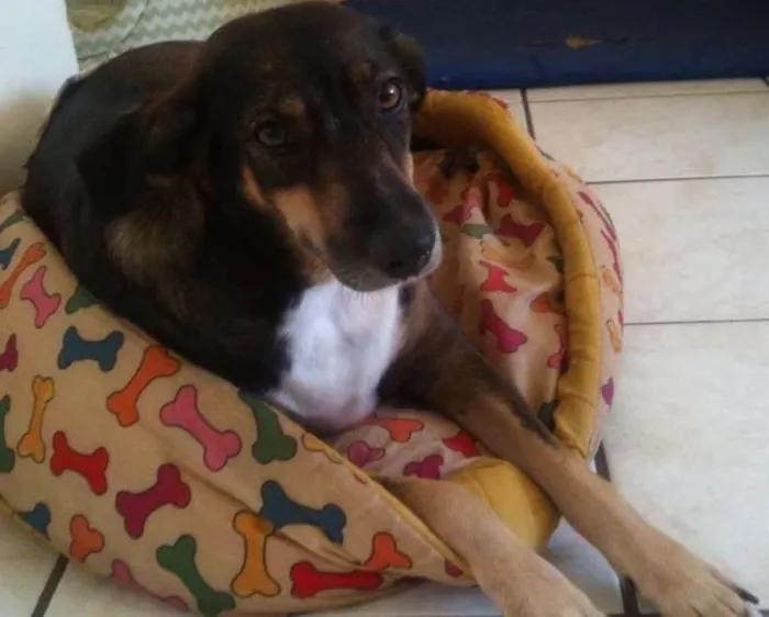 Cachorro raça SRD idade 2 anos nome Suzy