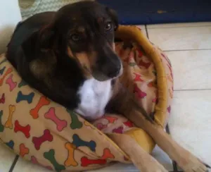 Cachorro raça SRD idade 2 anos nome Suzy