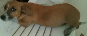 Cachorro raça SRD idade 2 a 6 meses nome sem nome