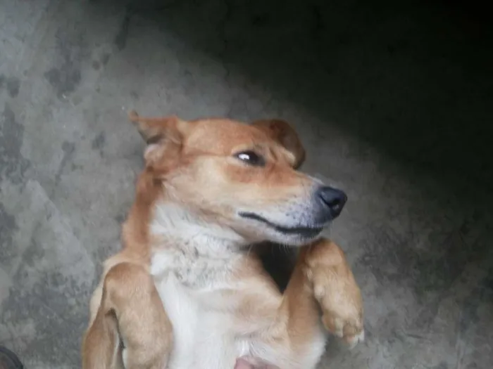 Cachorro ra a SRD idade 3 anos nome Otto