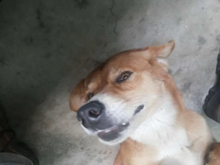 Cachorro ra a SRD idade 3 anos nome Otto