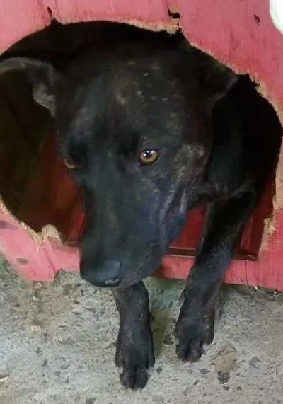 Cachorro ra a Pit-Bull idade 1 ano nome pretinha