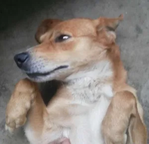 Cachorro raça SRD idade 3 anos nome Otto