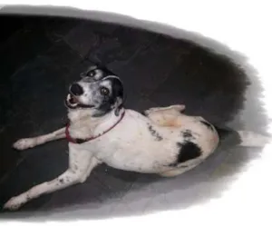 Cachorro raça SRD idade 6 ou mais anos nome scooby