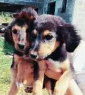 Cachorro raça COLLIE COM LABRADOR idade 2 a 6 meses nome NARA E NINA