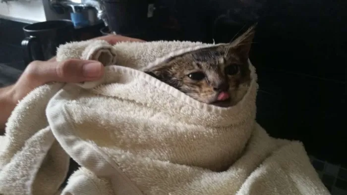 Gato ra a SRD idade Abaixo de 2 meses nome Tigresa