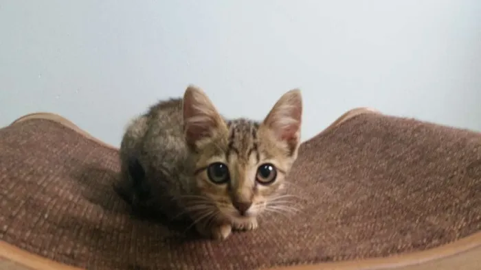 Gato ra a SRD idade Abaixo de 2 meses nome Tigresa