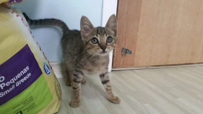 Gato ra a SRD idade Abaixo de 2 meses nome Tigresa