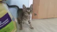 Tigresa