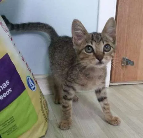 Gato ra a SRD idade Abaixo de 2 meses nome Tigresa
