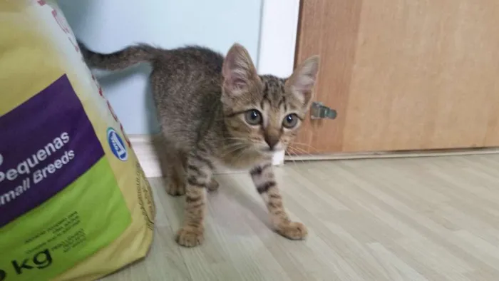 Gato ra a SRD idade Abaixo de 2 meses nome Tigresa
