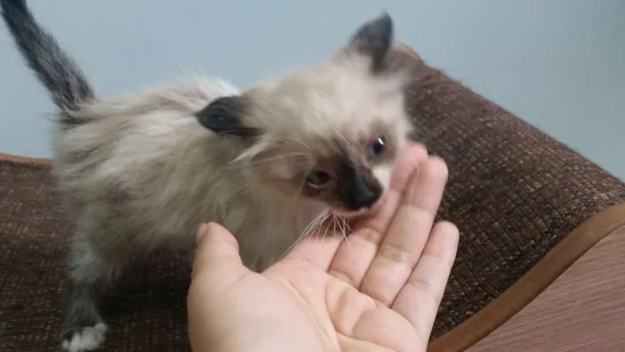 Gato ra a birmanês idade Abaixo de 2 meses nome Clarinha