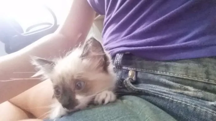 Gato ra a birmanês idade Abaixo de 2 meses nome Clarinha