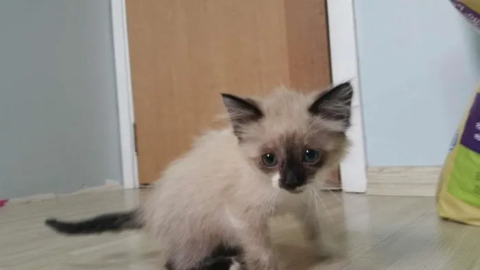 Gato ra a birmanês idade Abaixo de 2 meses nome Clarinha