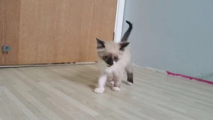Gato ra a birmanês idade Abaixo de 2 meses nome Clarinha