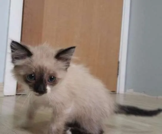 Gato ra a birmanês idade Abaixo de 2 meses nome Clarinha