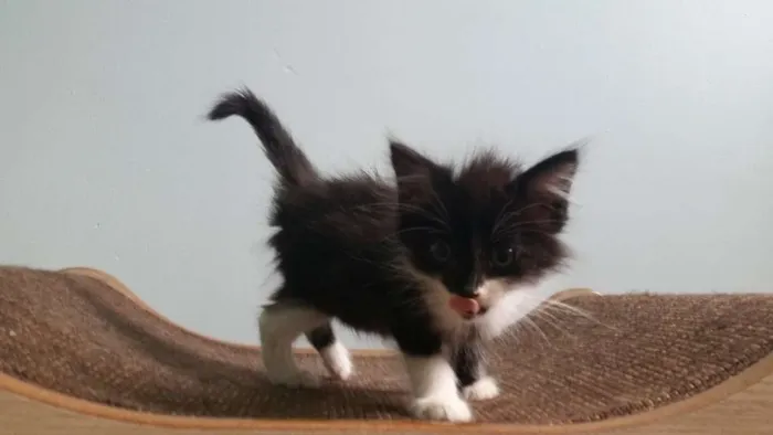Gato ra a SRD idade Abaixo de 2 meses nome Frajola