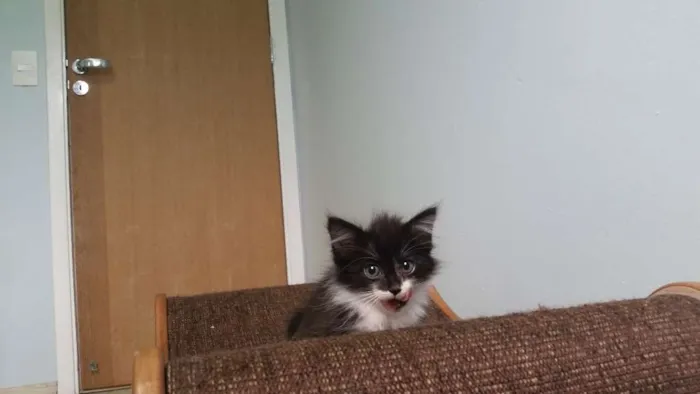 Gato ra a SRD idade Abaixo de 2 meses nome Frajola
