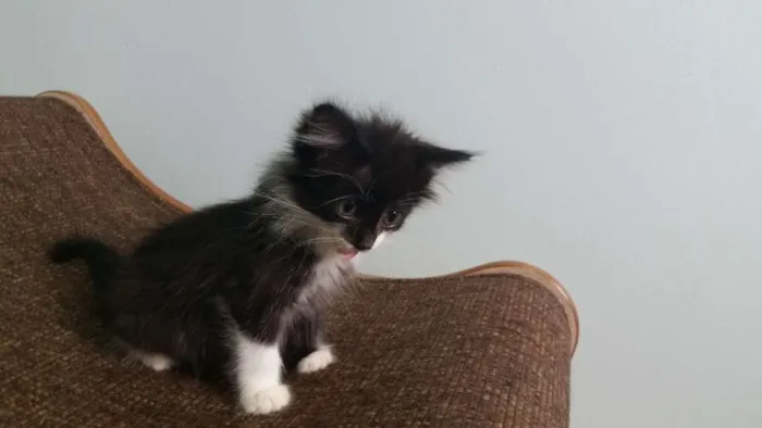 Gato ra a SRD idade Abaixo de 2 meses nome Frajola