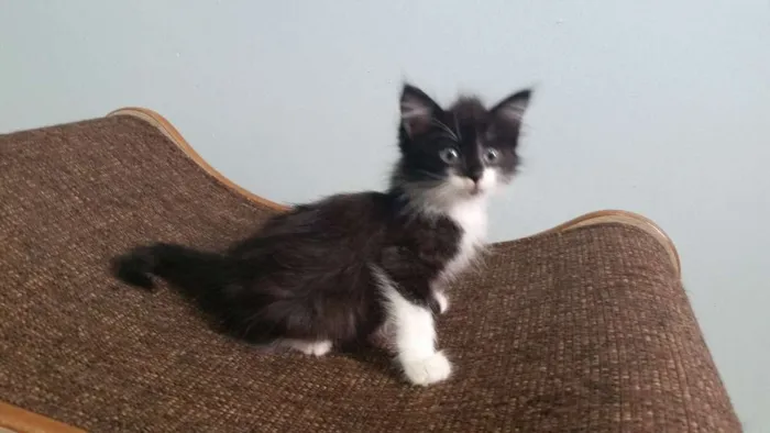 Gato ra a SRD idade Abaixo de 2 meses nome Frajola