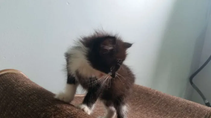 Gato ra a SRD idade Abaixo de 2 meses nome Frajola