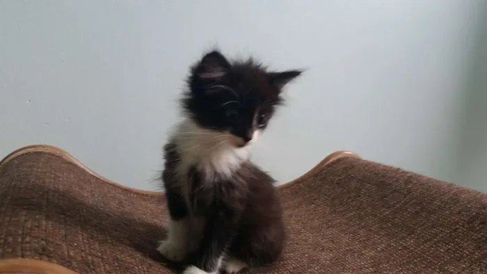 Gato ra a SRD idade Abaixo de 2 meses nome Frajola