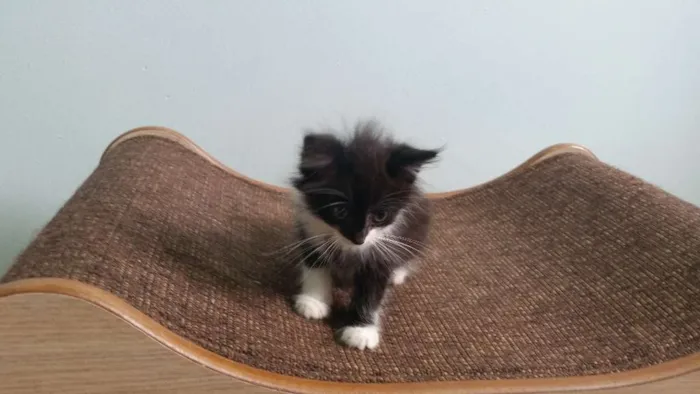 Gato ra a SRD idade Abaixo de 2 meses nome Frajola