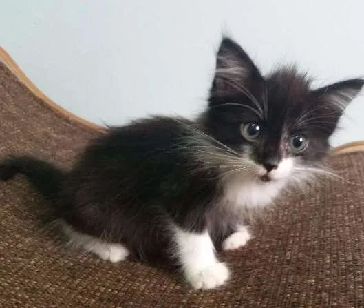 Gato ra a SRD idade Abaixo de 2 meses nome Frajola