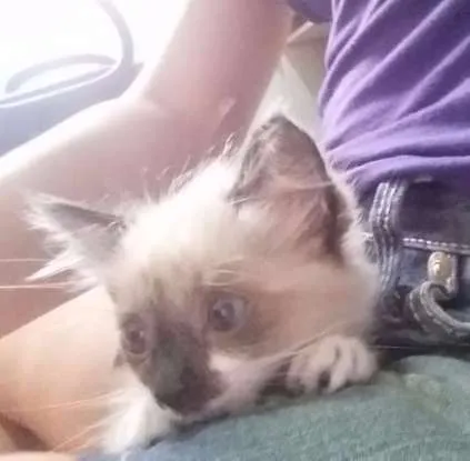 Gato ra a birmanês idade Abaixo de 2 meses nome Clarinha