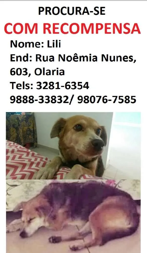 Cachorro ra a Vira-lata idade 6 ou mais anos nome Lili