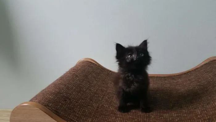 Gato ra a SRD idade Abaixo de 2 meses nome Pretinho