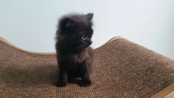 Gato ra a SRD idade Abaixo de 2 meses nome Pretinho