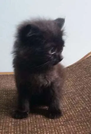 Gato ra a SRD idade Abaixo de 2 meses nome Pretinho