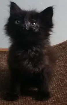 Gato raça SRD idade Abaixo de 2 meses nome Pretinho