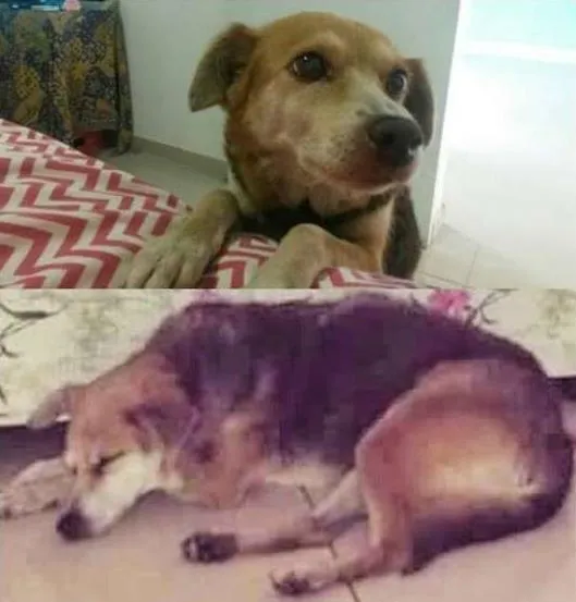 Cachorro ra a Vira-lata idade 6 ou mais anos nome Lili