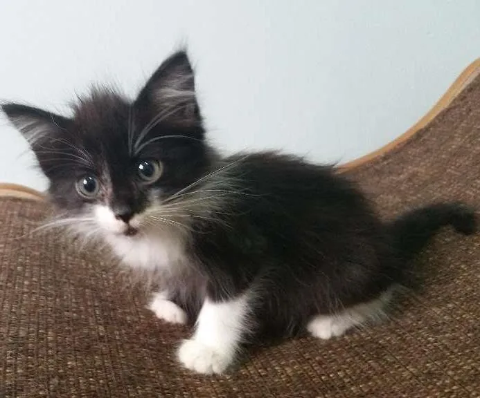 Gato ra a SRD idade Abaixo de 2 meses nome Frajola