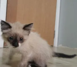 Gato raça birmanês idade Abaixo de 2 meses nome Clarinha
