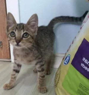 Gato raça SRD idade Abaixo de 2 meses nome Tigresa