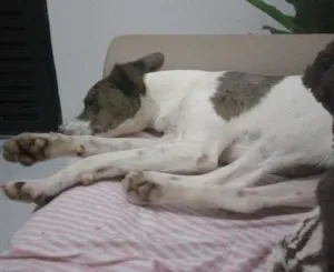 Cachorro raça  idade 2 anos nome Amora