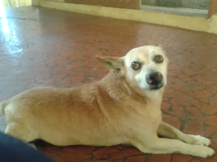 Cachorro ra a  idade 6 ou mais anos nome Toko