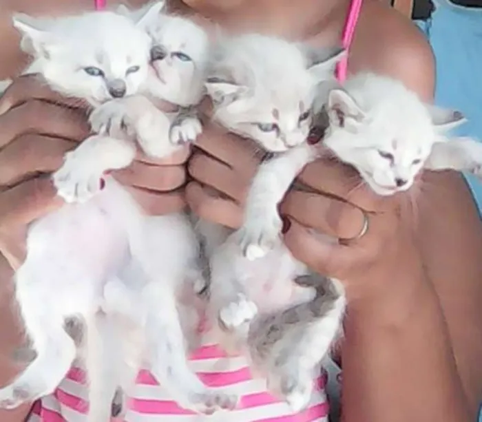 Gato raça  idade Abaixo de 2 meses nome a escolher