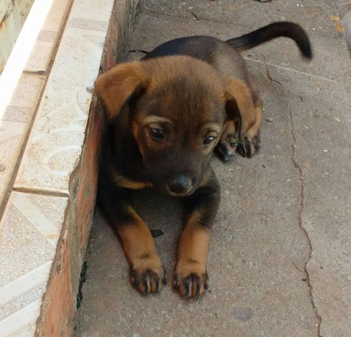 Cachorro ra a SRD idade Abaixo de 2 meses nome MORENA