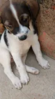 FOFINHA