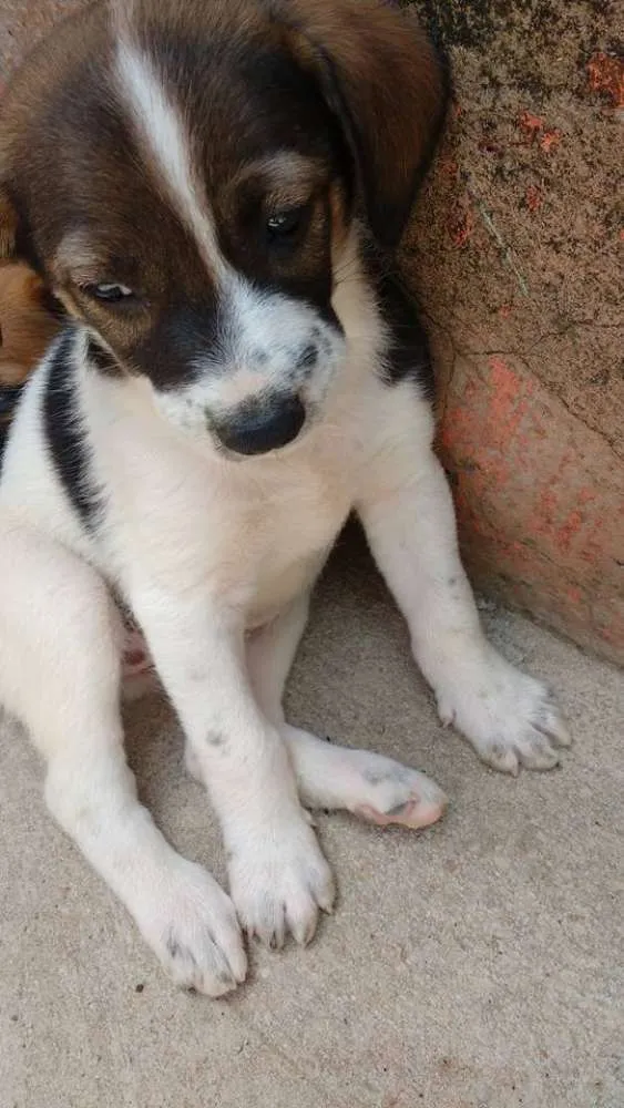 Cachorro ra a SRD idade Abaixo de 2 meses nome FOFINHA